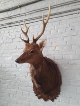 Black forest wallhanger (Trophy)