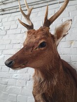 Black forest wallhanger (Trophy)