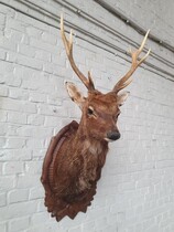 Black forest wallhanger (Trophy)