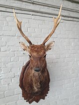 Black forest wallhanger (Trophy)