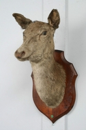 Hunters trophy