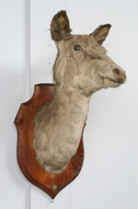 Hunters trophy