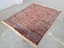 Oriental carpet  (Rug)